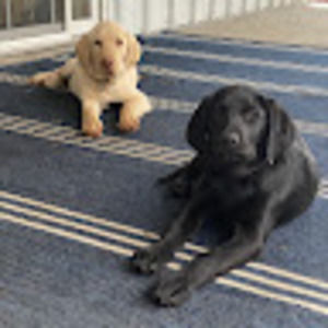 Meet your Posher, Bennett